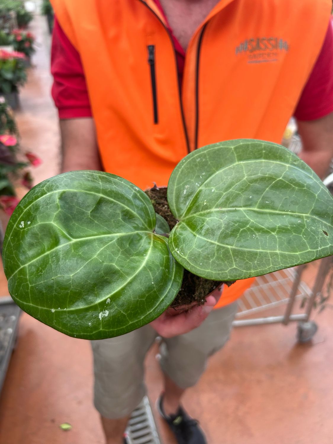 Hoya sarawak 'Cream' - vaso Ø10,5 cm