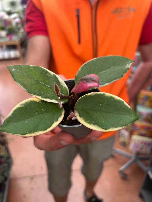 Hoya Carnosa &quot;Flamingo Dream&quot;, Fiore di Cera - vaso Ø5,5 cm