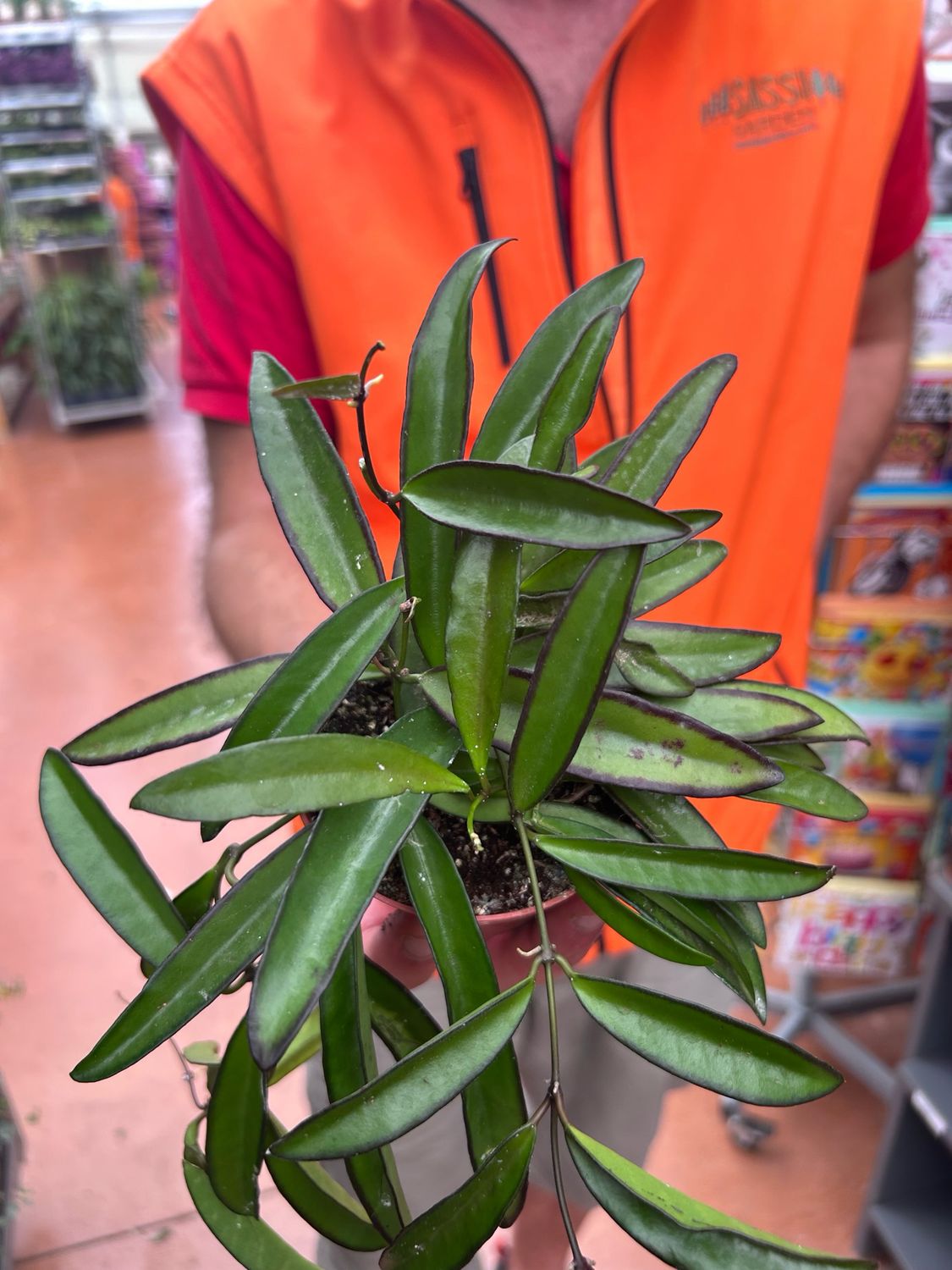 Hoya wayetii - vaso Ø9 cm