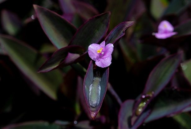 Tradescantia pallida, Setcreasea purpurea, erba miseria, Tradescanzia - vaso Ø12 cm