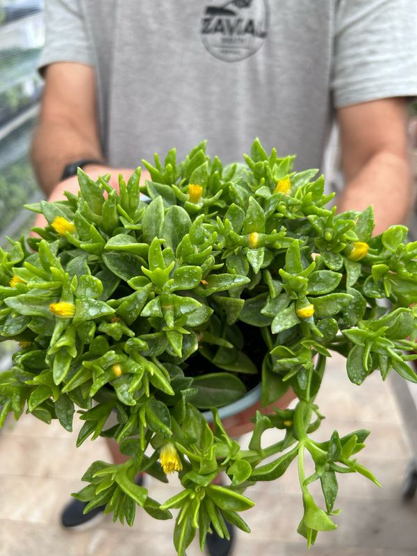 Aptenia cordifolia, foglia VERDE, fiore GIALLO - vaso Ø14 cm