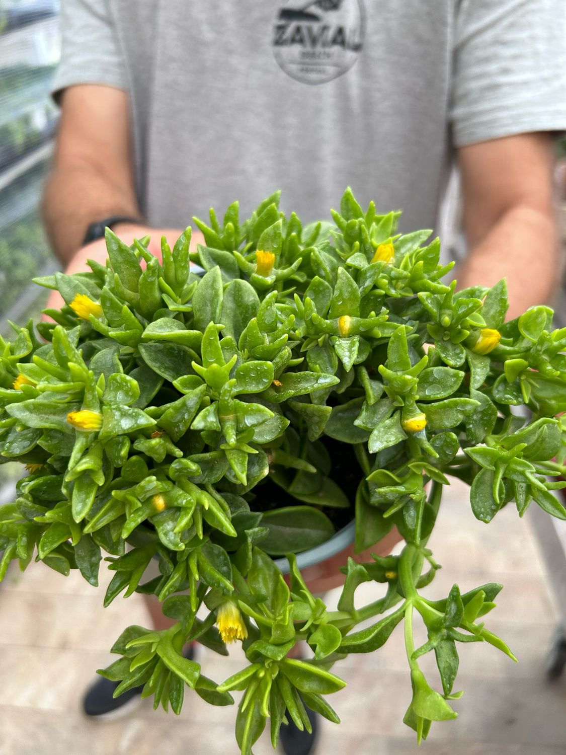 Aptenia cordifolia, foglia VERDE, fiore GIALLO - vaso Ø14 cm