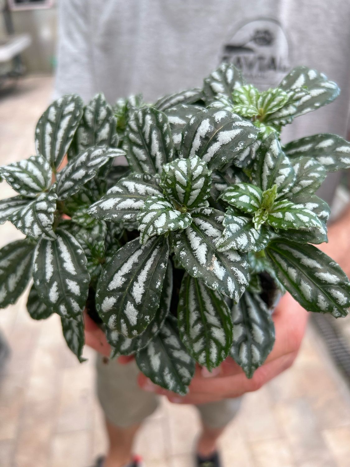 Pilea cadierei, Pilea Cadieri, Pianta Alluminio - vaso Ø12cm Pilea cadierei, Pilea Cadieri, Pianta Alluminio - vaso Ø12cm