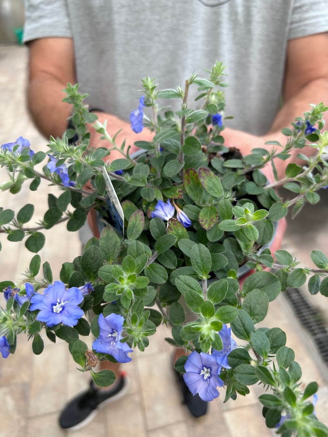 Evolvulus convolvuloides &#39;Blue&#39; - vaso Ø14 cm
