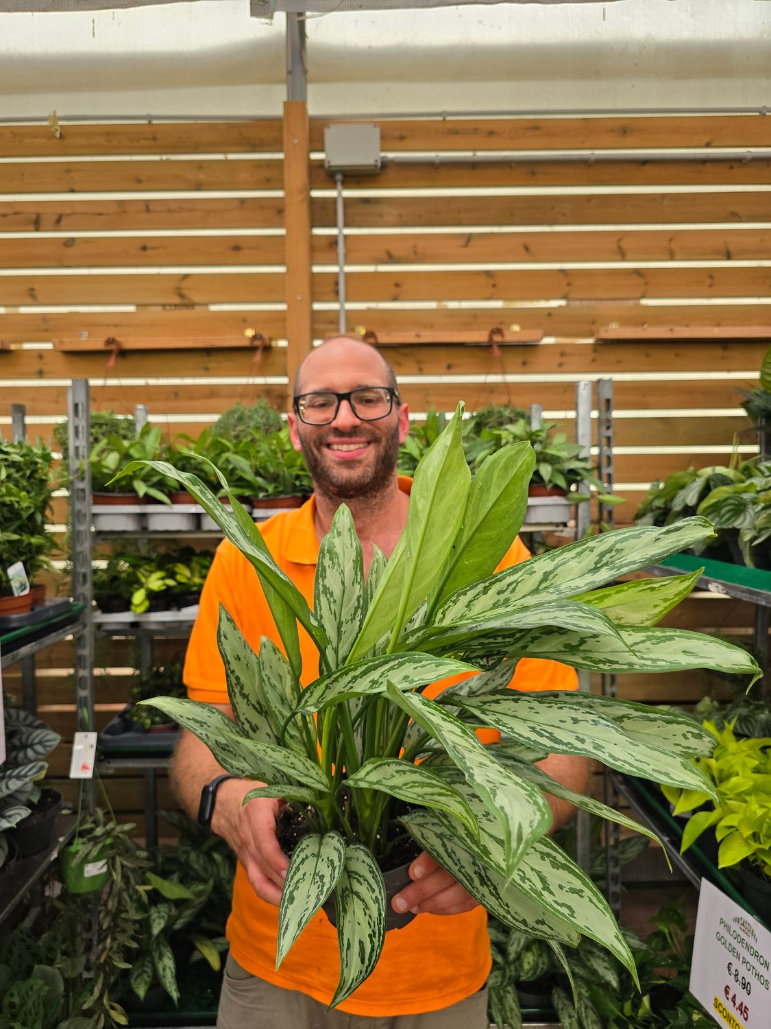 Aglaonema &#39;Silver Queen&#39;, Pianta Portafortuna, Pianta Feng Shiu - ciotola Ø17 cm