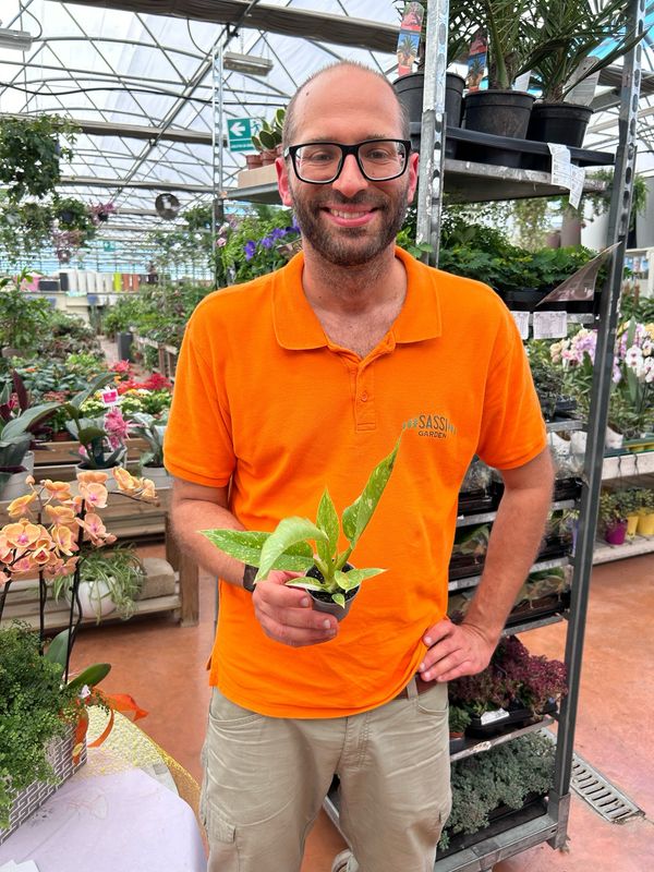 Philodendron Narrow 'Ring of Fire', Filodendro - vaso Ø6 cm Philodendron Narrow 'Ring of Fire', Filodendro - vaso Ø6 cm