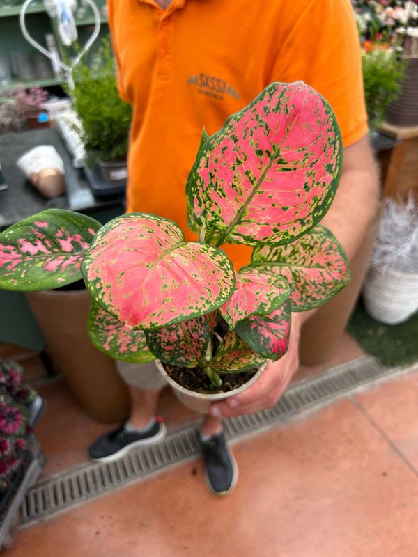 Aglaonema Spotted Star, Aglaonema Stella Maculata -  vaso Ø12 cm