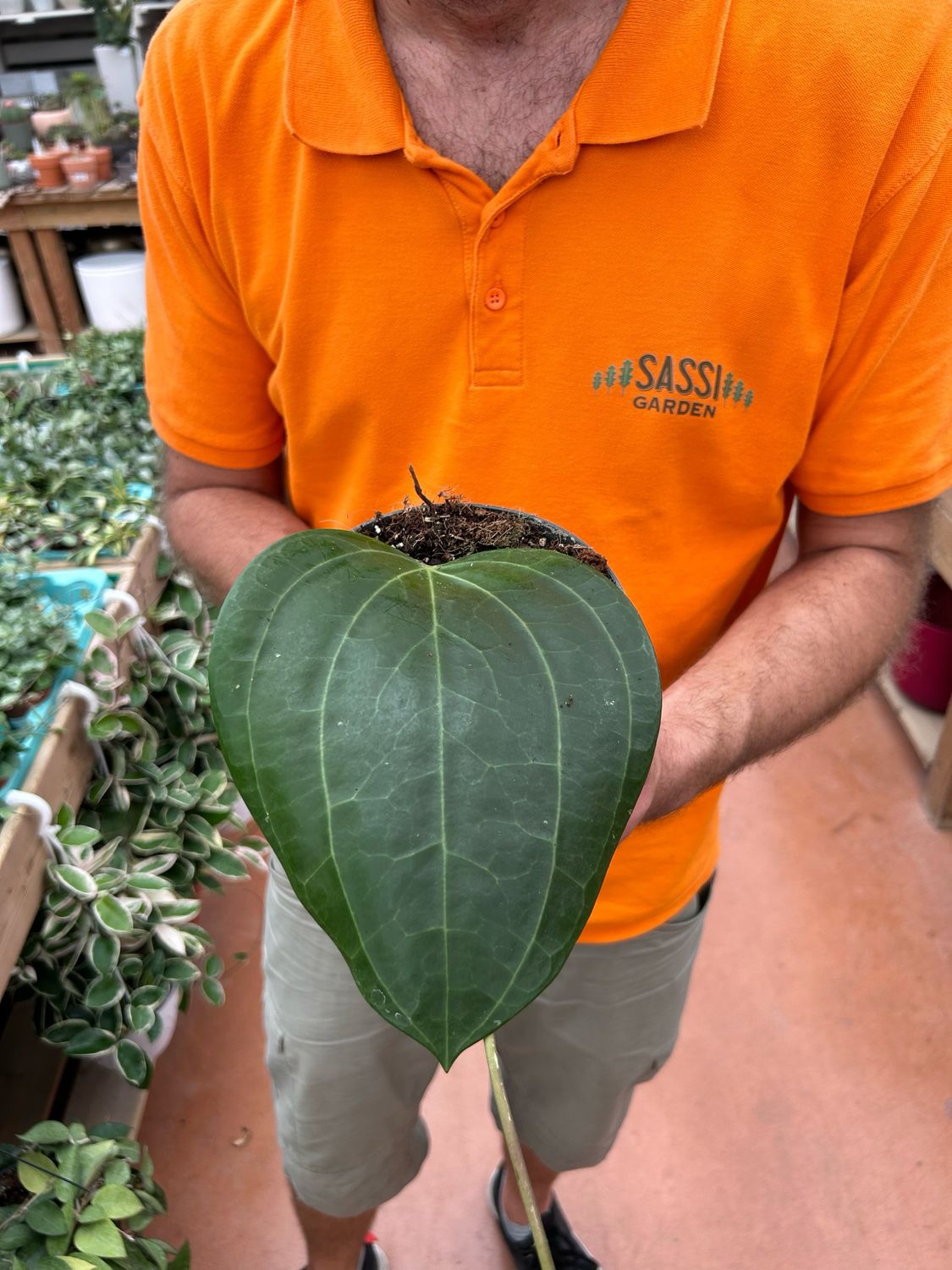 Hoya latifolia, Fiore di Cera - vaso Ø12 cm