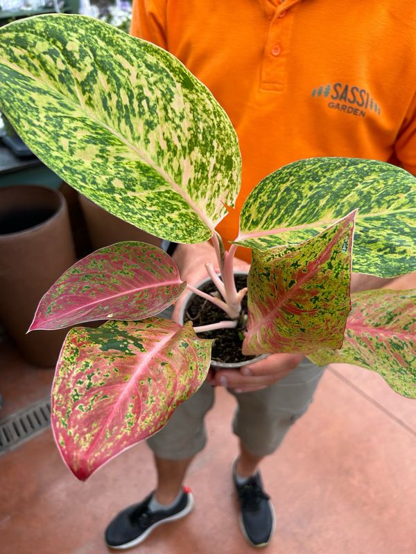 Aglaonema &#39;Spring Red&#39; -  vaso Ø 12 cm