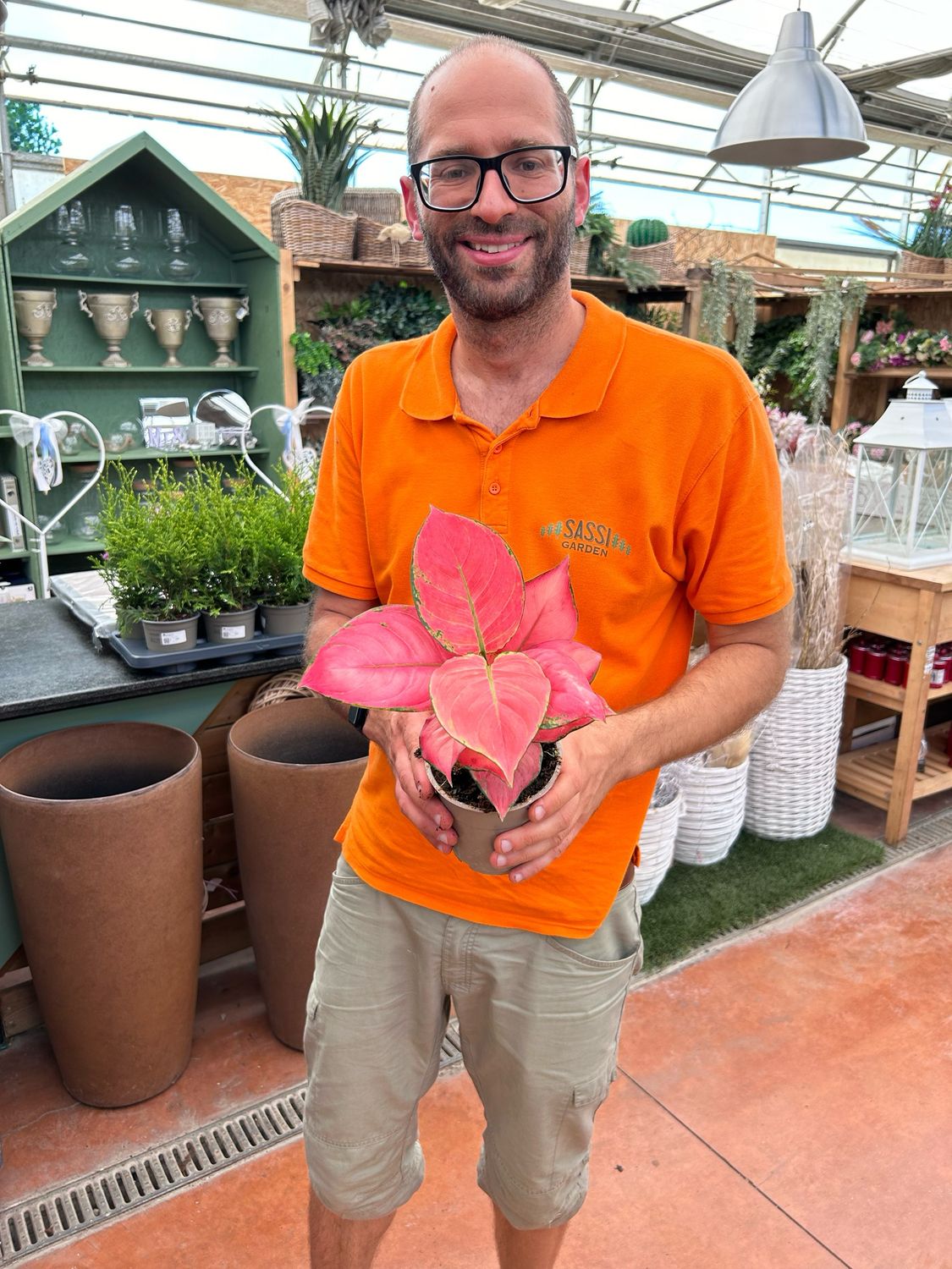 Aglaonema Pink Star - vaso Ø12cm