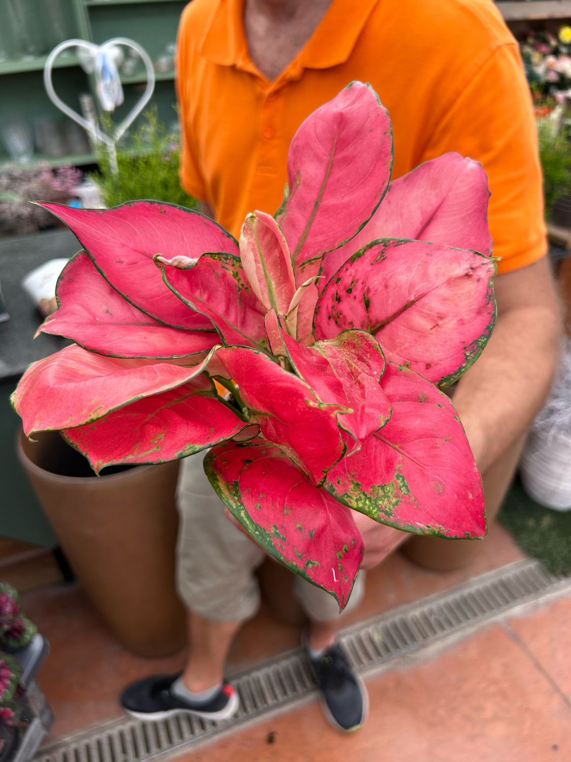 Aglaonema &#39;Fire Star&#39; -  vaso Ø12 cm