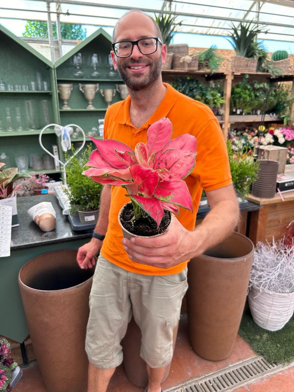 Aglaonema 'Fire Star' - vaso Ø12 cm