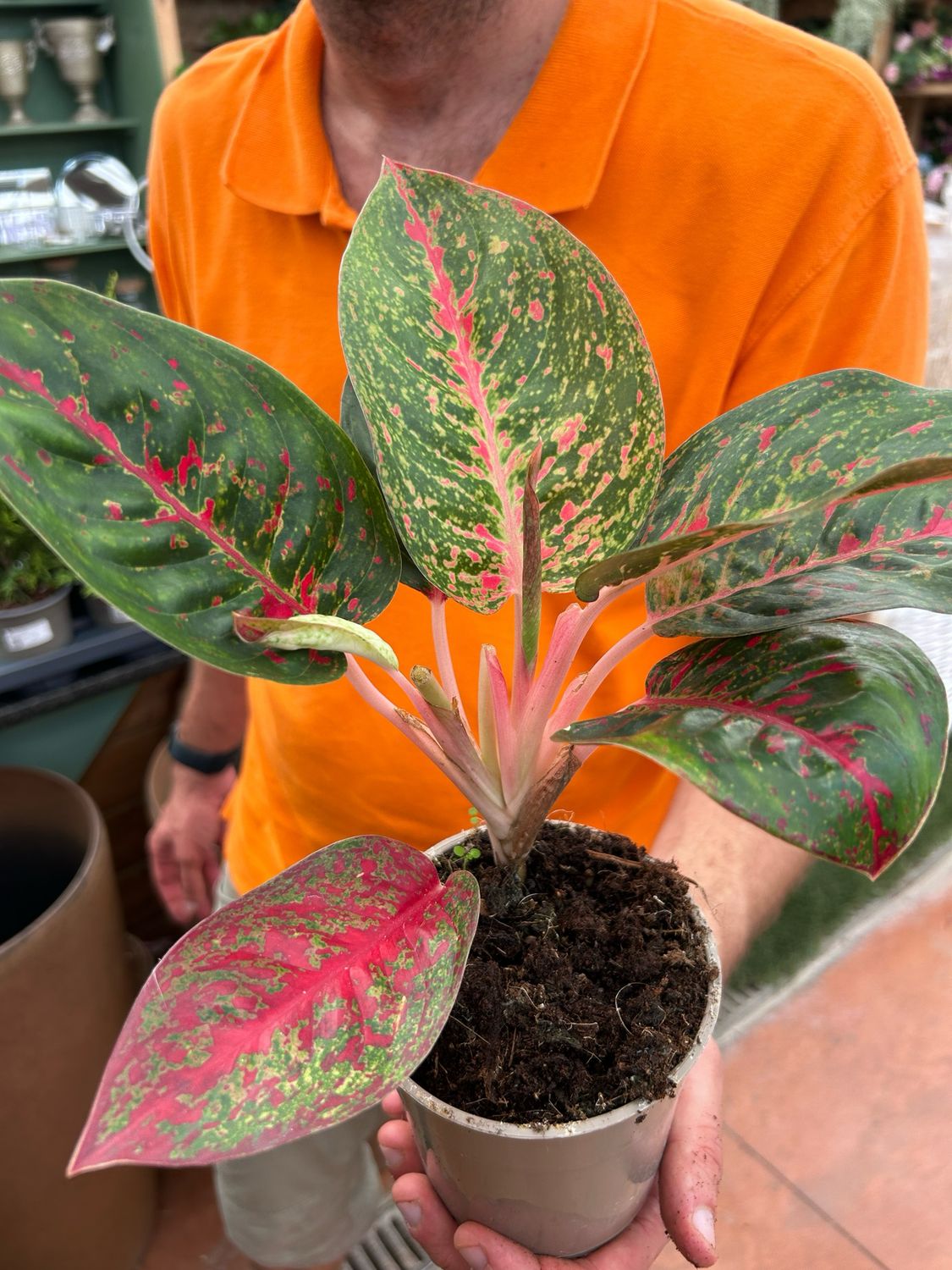 Aglaonema &#39;Dark Star&#39; -  vaso Ø12 cm