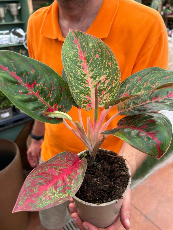 Aglaonema &#39;Dark Star&#39; -  vaso Ø12 cm
