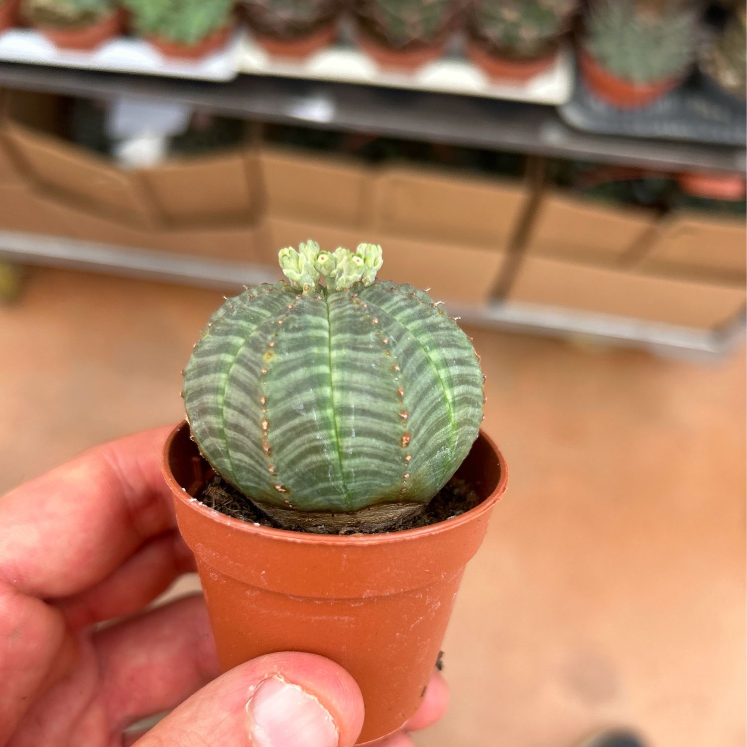 Euphorbia obesa - vaso Ø5 cm
