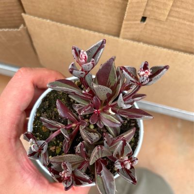 Lenophyllum guttatum variegata - vaso Ø10,5 cm