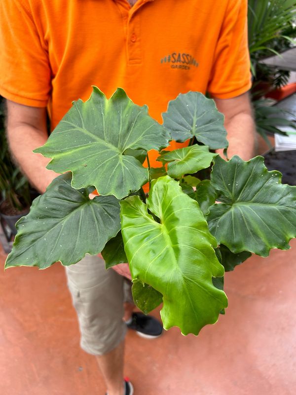 Philodendron Bipinnatifidum 'Shangri-La', Filodendro - vaso Ø14  cm, h 40 cm