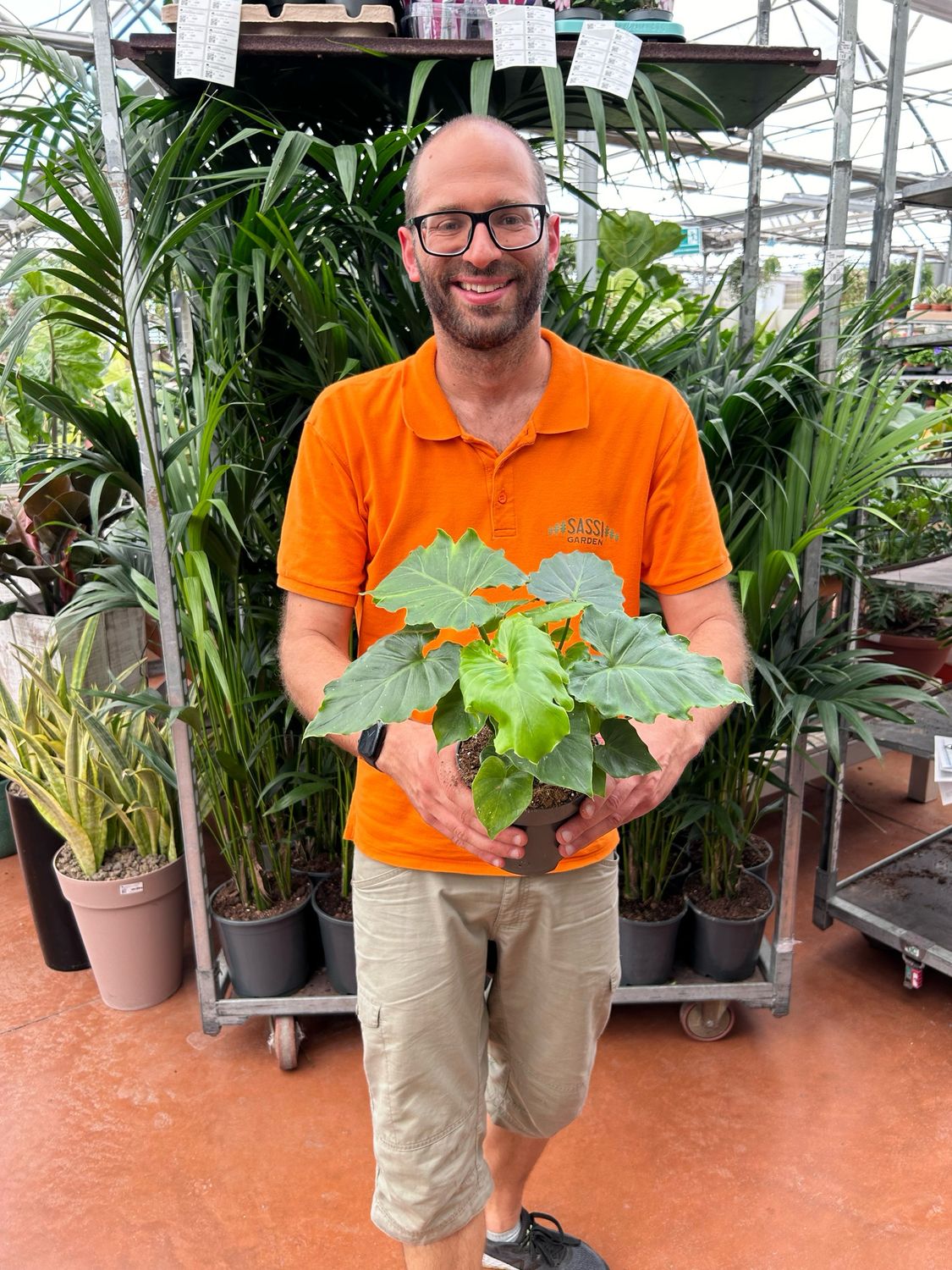 Philodendron Bipinnatifidum &#39;Shangri-La&#39;, Filodendro - vaso Ø14  cm, h 40 cm