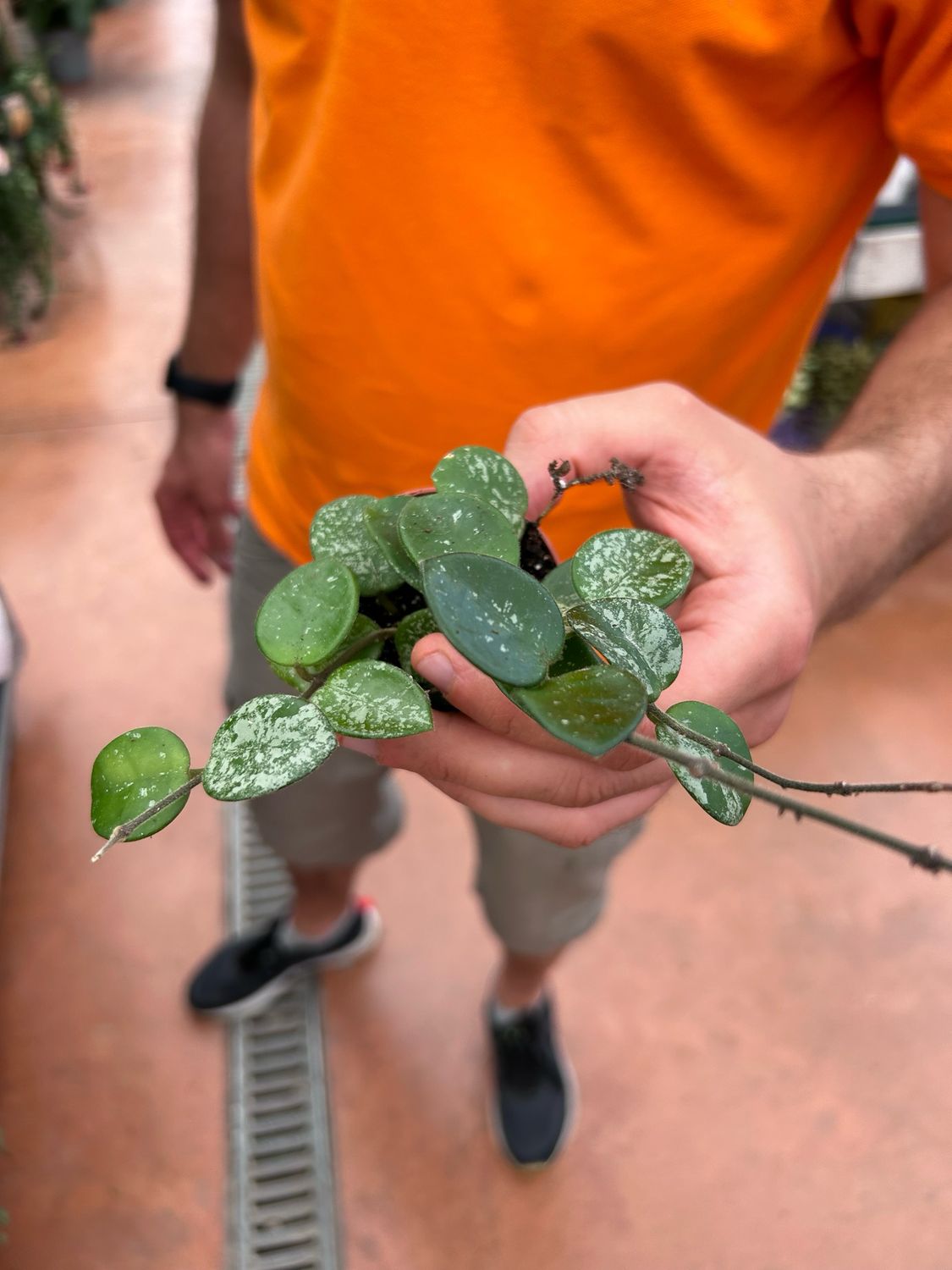 Hoya Mathilde Splash, Fiore di Cera (incrocio fra Hoya serpens e Hoya carnosa spp) - vaso Ø6 cm