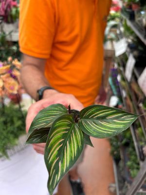 Calathea Mielii - vaso Ø6 cm