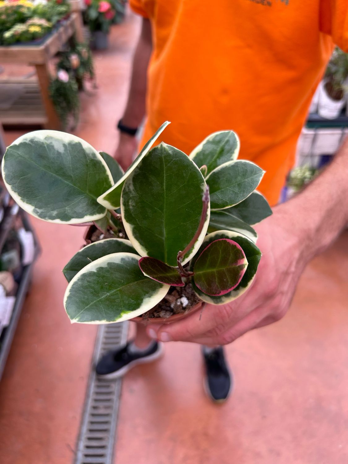 Hoya Australis ssp Tenuipes Albomarginata &#39;Blondie&#39;, Fiore di Cera - vaso Ø12 cm, h 15 cm fuori vaso