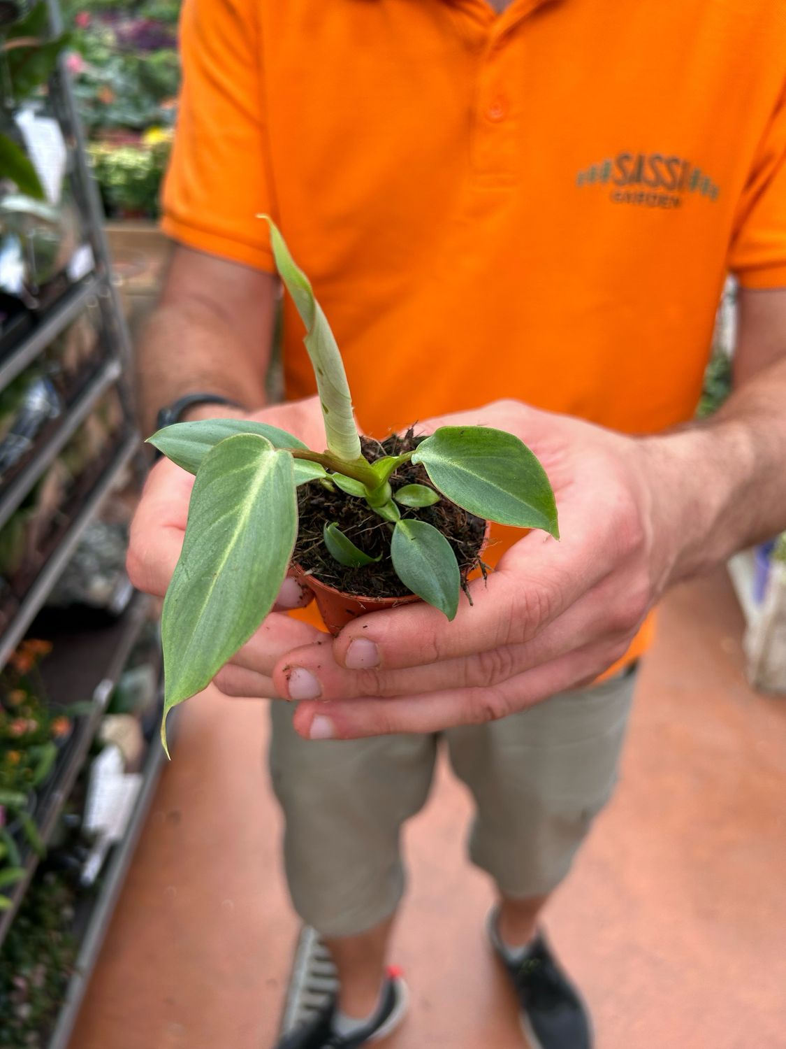 Philodendron Gloriosum, Filodendro - vaso Ø6 cm