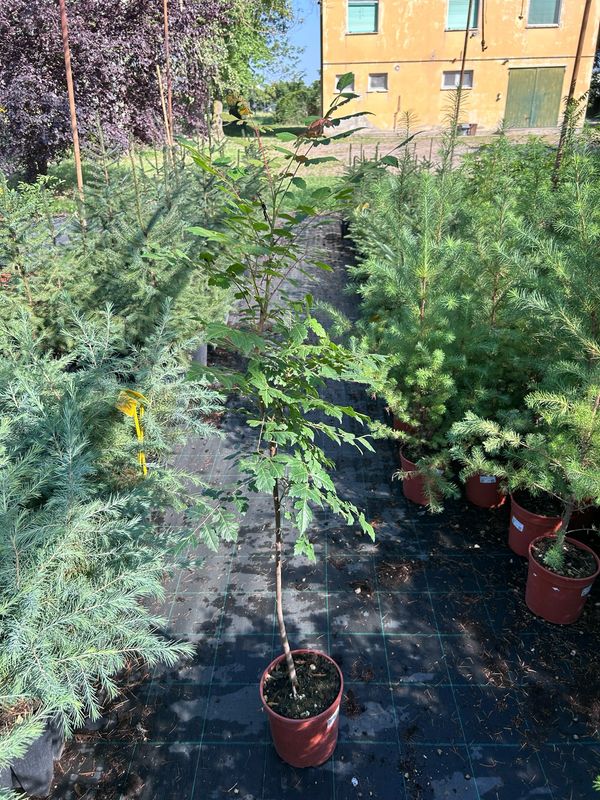 Koelreuteria paniculata, Albero delle lanterne - vaso 3 lt