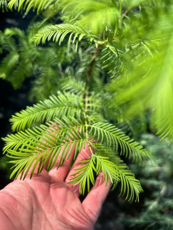 Metasequoia glyptostroboides, Sequoia cinese - vaso 3 litri