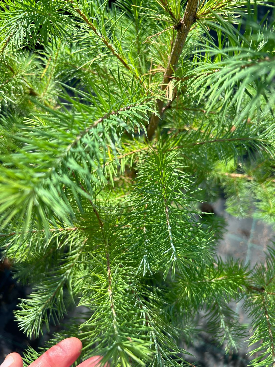 Larice giapponese, Larix kaempferi - vaso Ø18