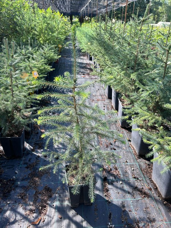 Picea omorika, Abete di Serbia - vaso Ø19 cm