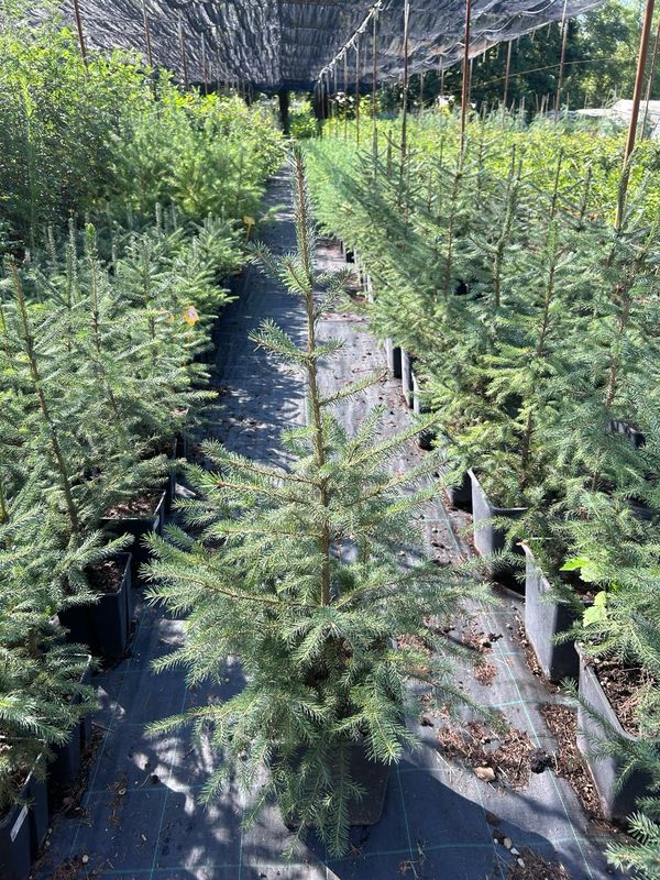 Picea omorika, Abete di Serbia - vaso Ø23 cm (pontesco)