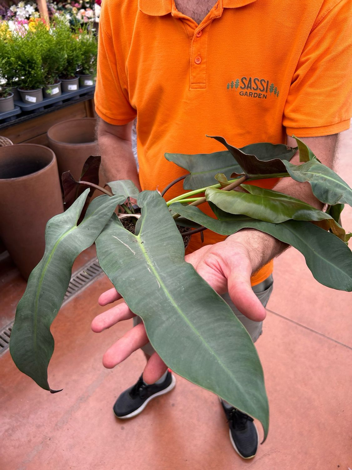 Philodendron Atabapoense, Filodendro - vaso Ø12 cm