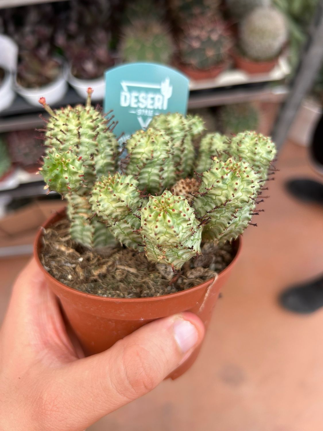 Euphorbia mammillaris variegata - vaso Ø10 cm