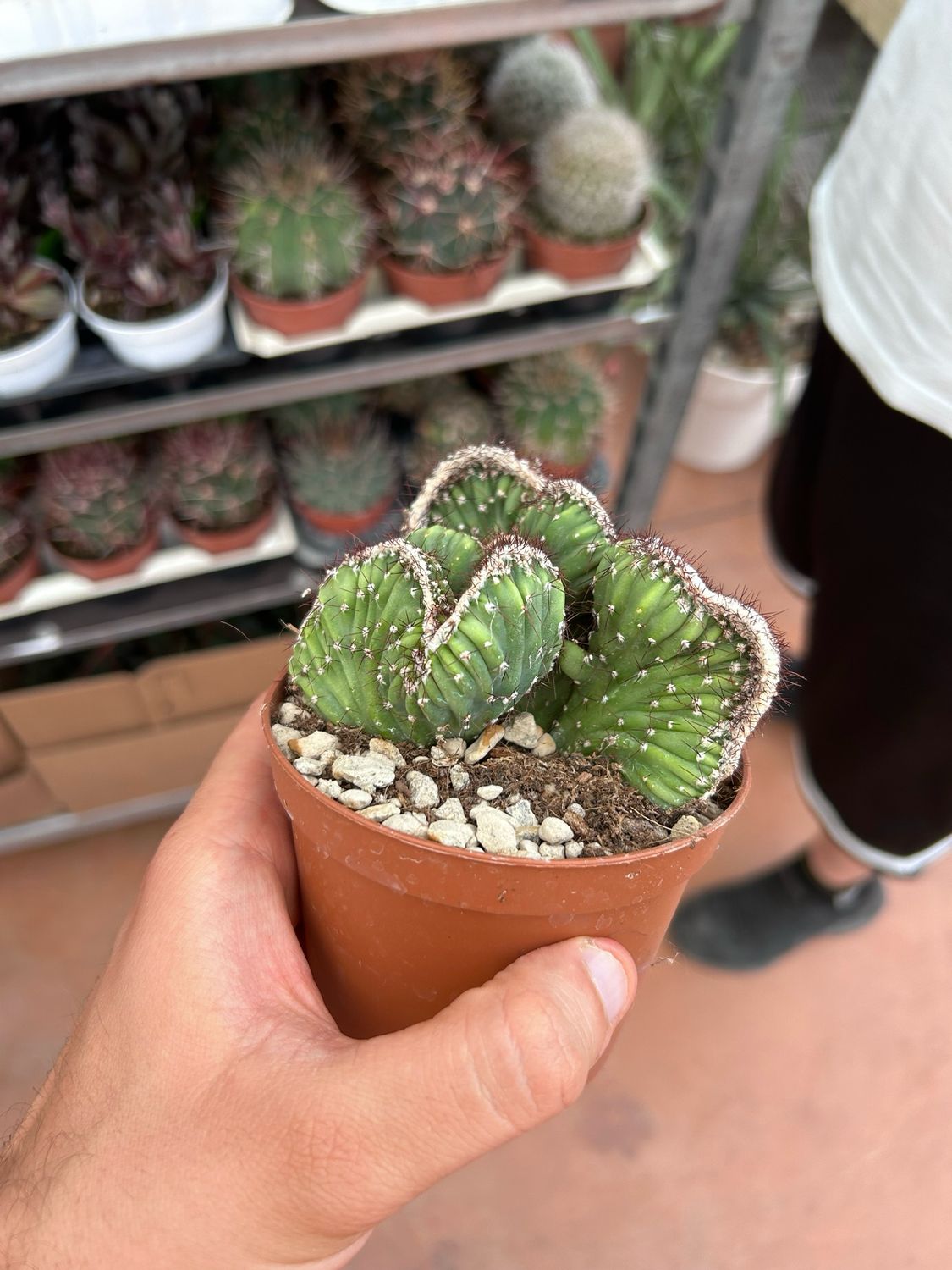 Marginatocereus marginatus &#39;Crestata&#39; - vaso Ø10 cm