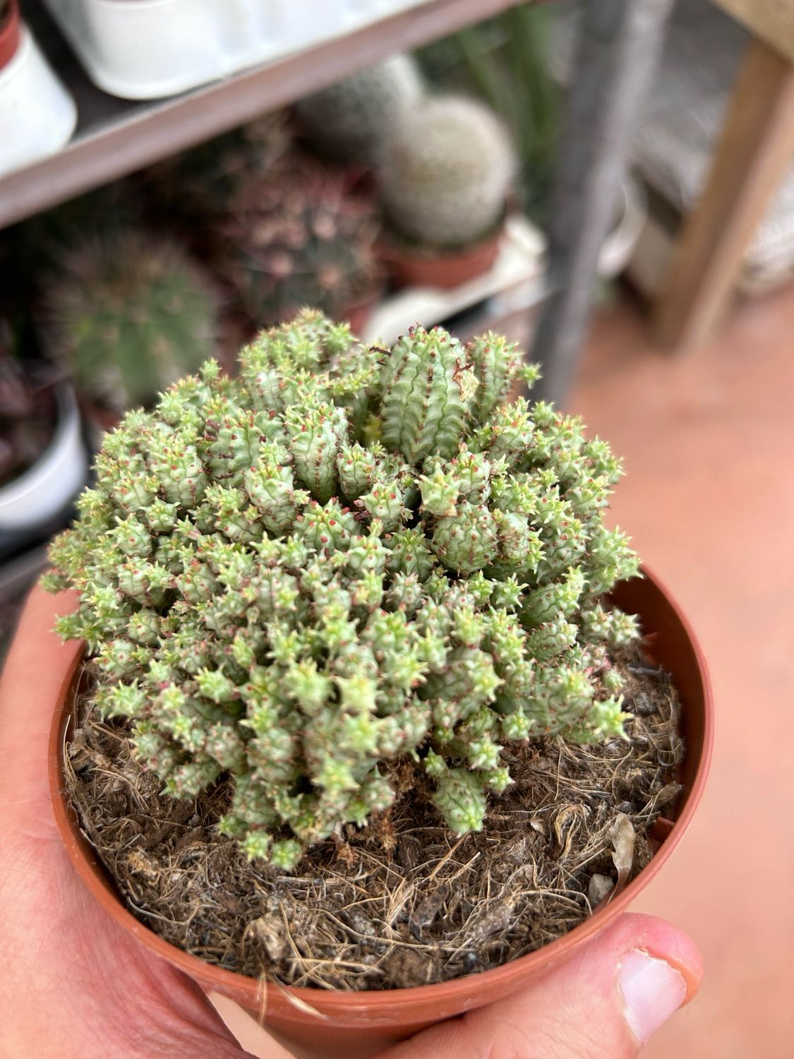 Euphorbia submammillaris variegata - vaso Ø10 cm