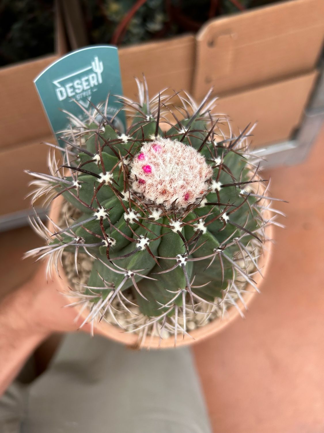 Melocactus concinnus - vaso Ø17 cm
