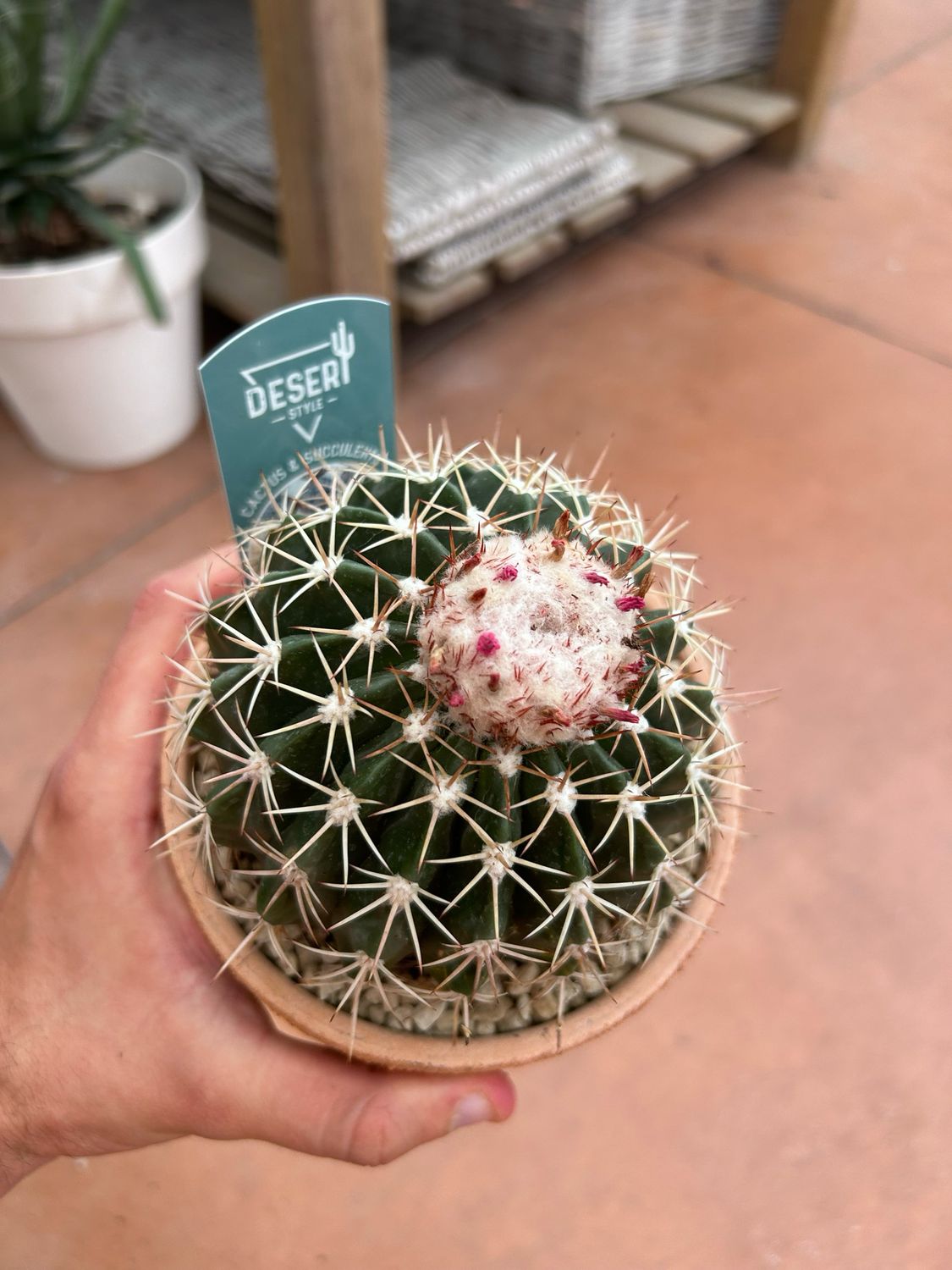 Melocactus maxonii - vaso Ø17 cm