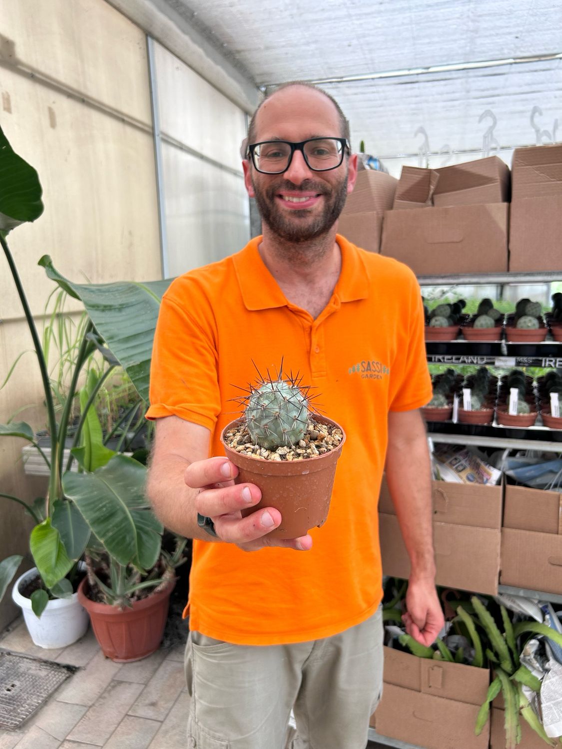 Tephrocactus alexanderi - vaso Ø10 cm