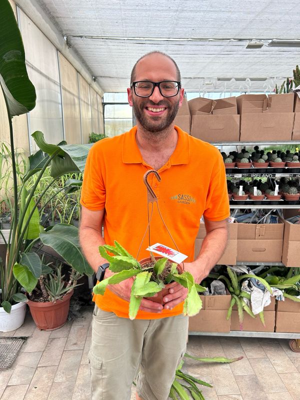 Lingua di suocera, Epiphyllum 'Samite' (fiore rosso) - basket Ø14 Lingua di suocera, Epiphyllum 'Samite' (fiore rosso) - basket Ø14