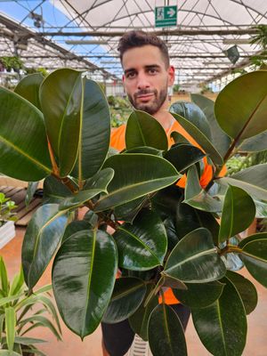 Ficus elastica, Ficus robusta - vaso Ø21 cm