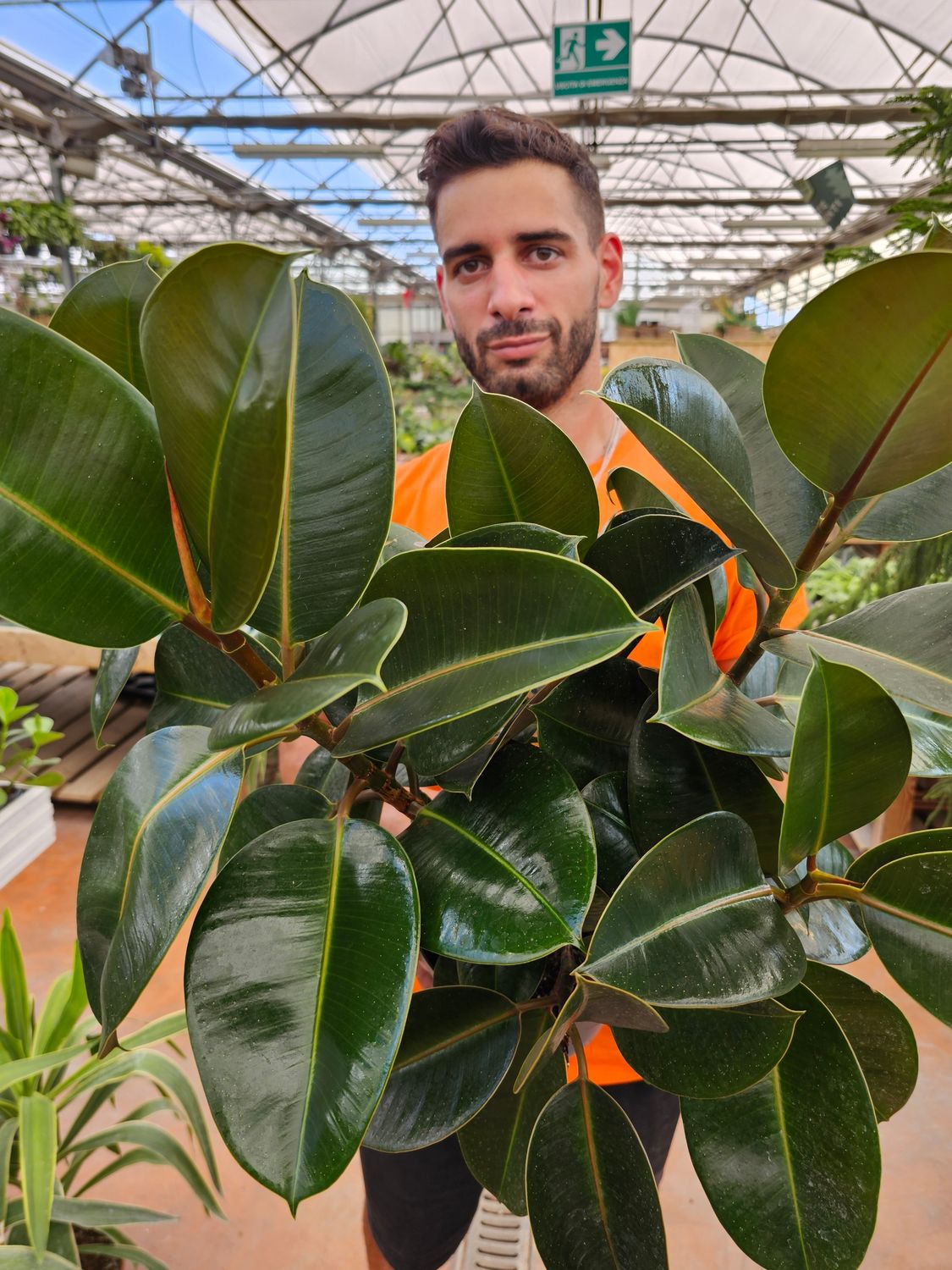 Ficus elastica, Ficus robusta - vaso Ø21 cm