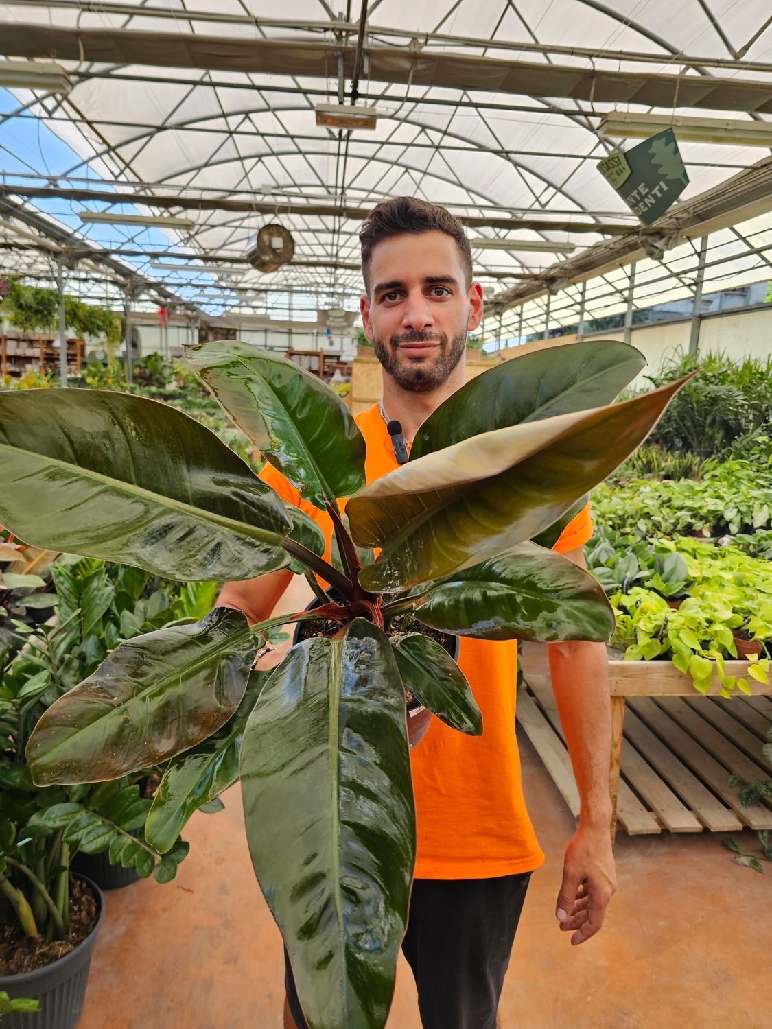 Philodendron Erubescens &#39;Imperial Red&#39; - Filodendro - ciotola 17 cm xl