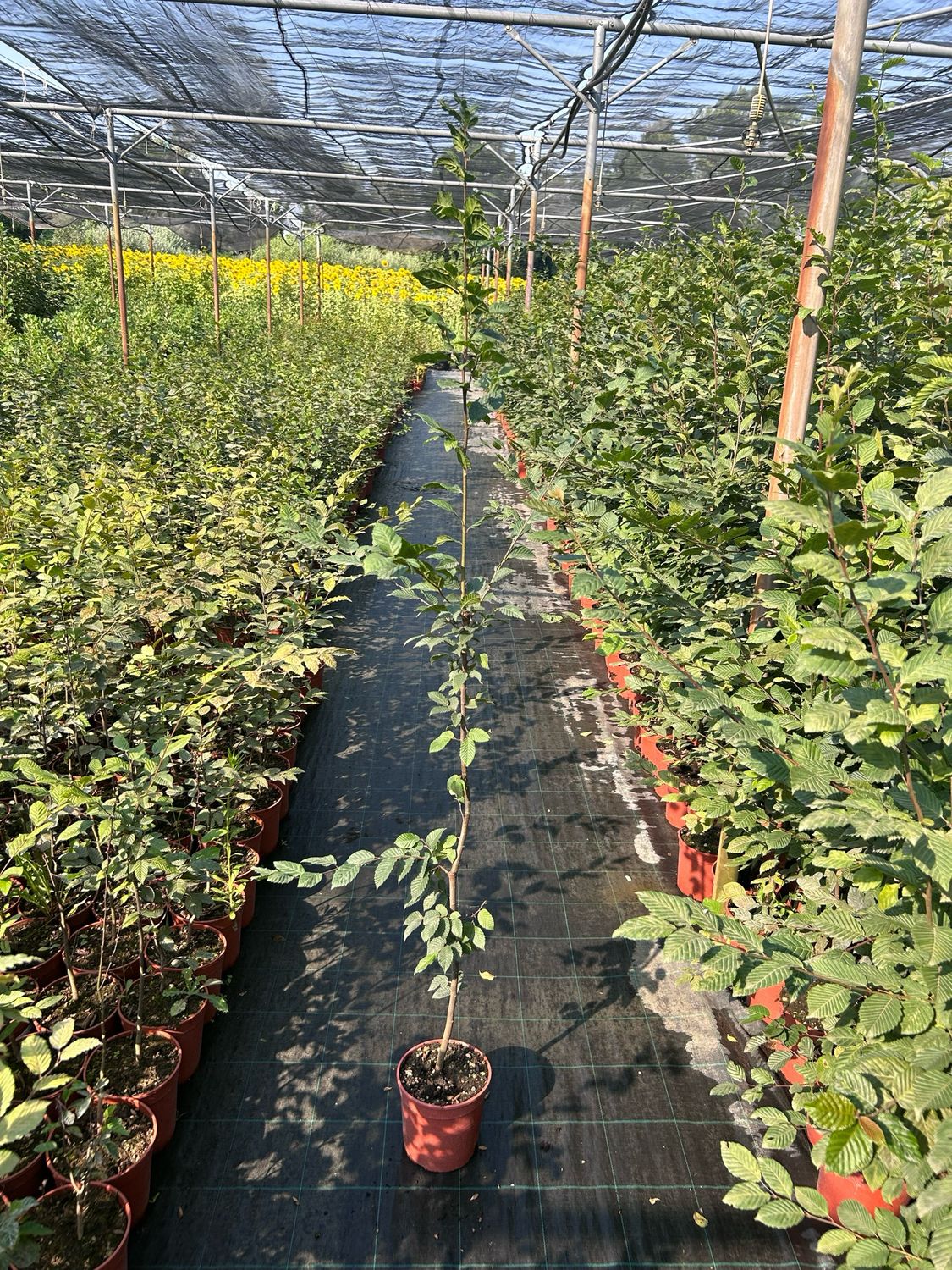 Carpino Siepe - 8 Piante Alte 80/100cm In Vaso Ø16, Per Siepe 5 Metri, Carpinus Betulus - Foto 14