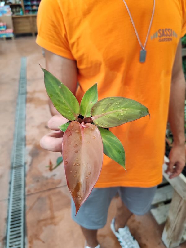 Philodendron &#39;Red Sun&#39;, Filodendro - vaso Ø6 cm