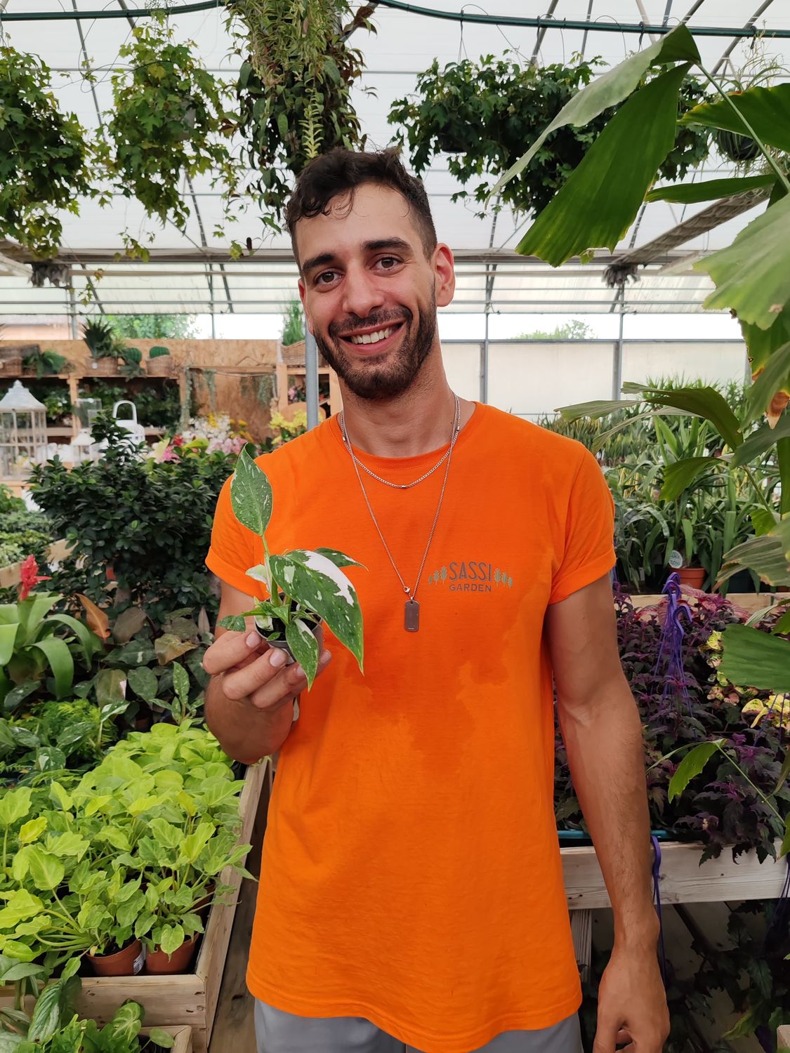 Philodendron Erubescens &#39;White Princess&#39;, Filodendro - vaso Ø6 cm