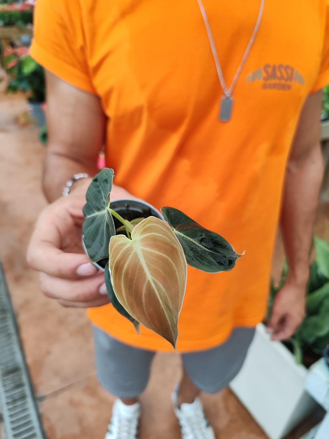 Philodendron melanochrysum, Filodendro foglia nera - vaso Ø6 cm