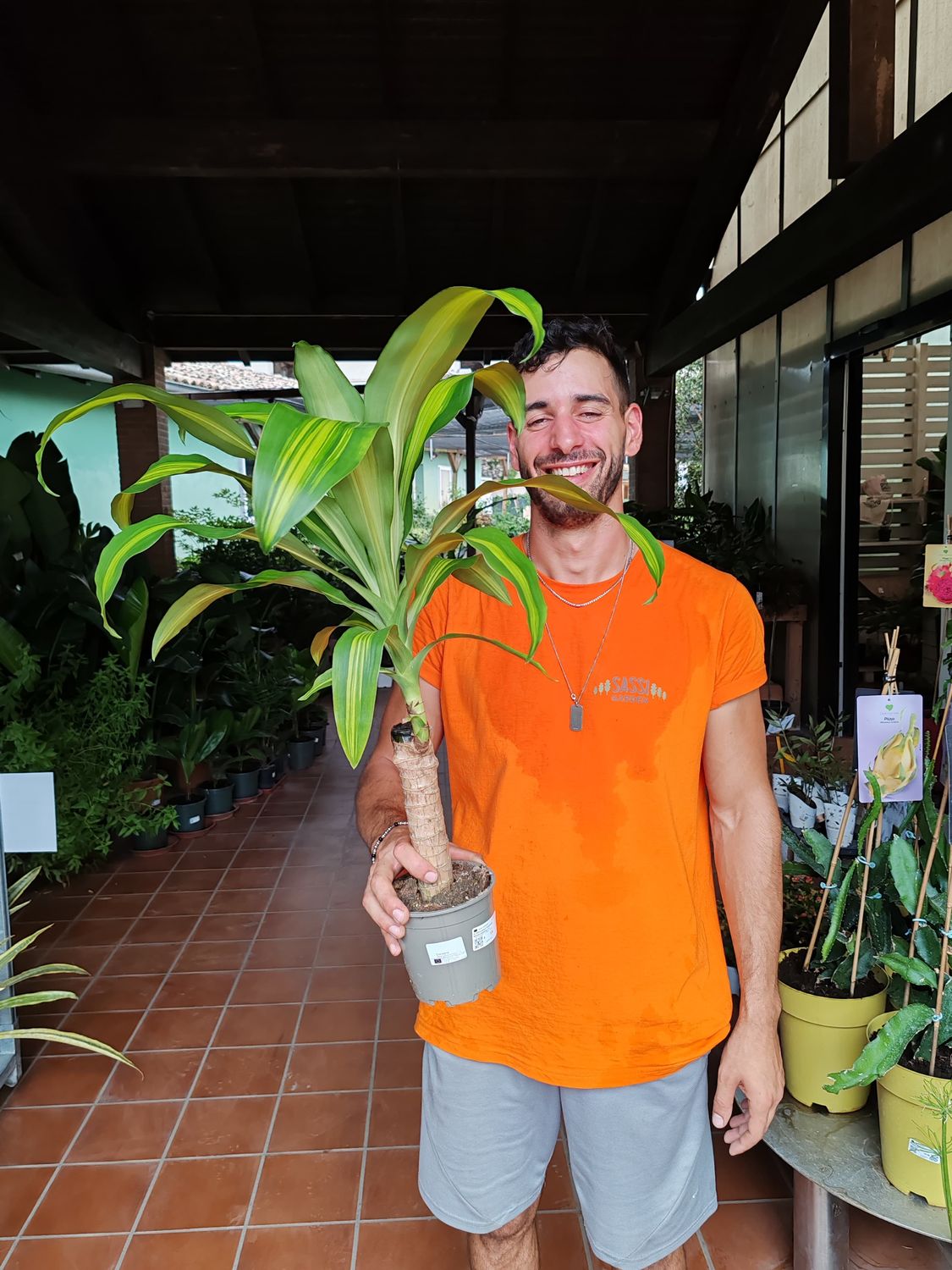 Dracena, Dracaena fragrans &#39;Massangeana&#39; - vaso Ø13 cm