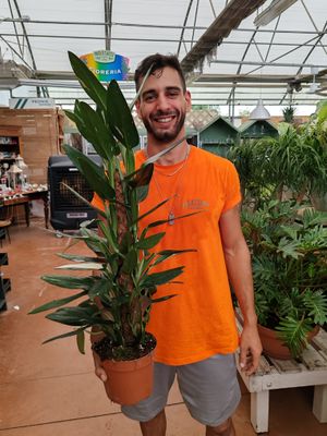 Philodendron &#39;Cobra&#39;, Monstera Standleyana - vaso Ø17 in palo h 70