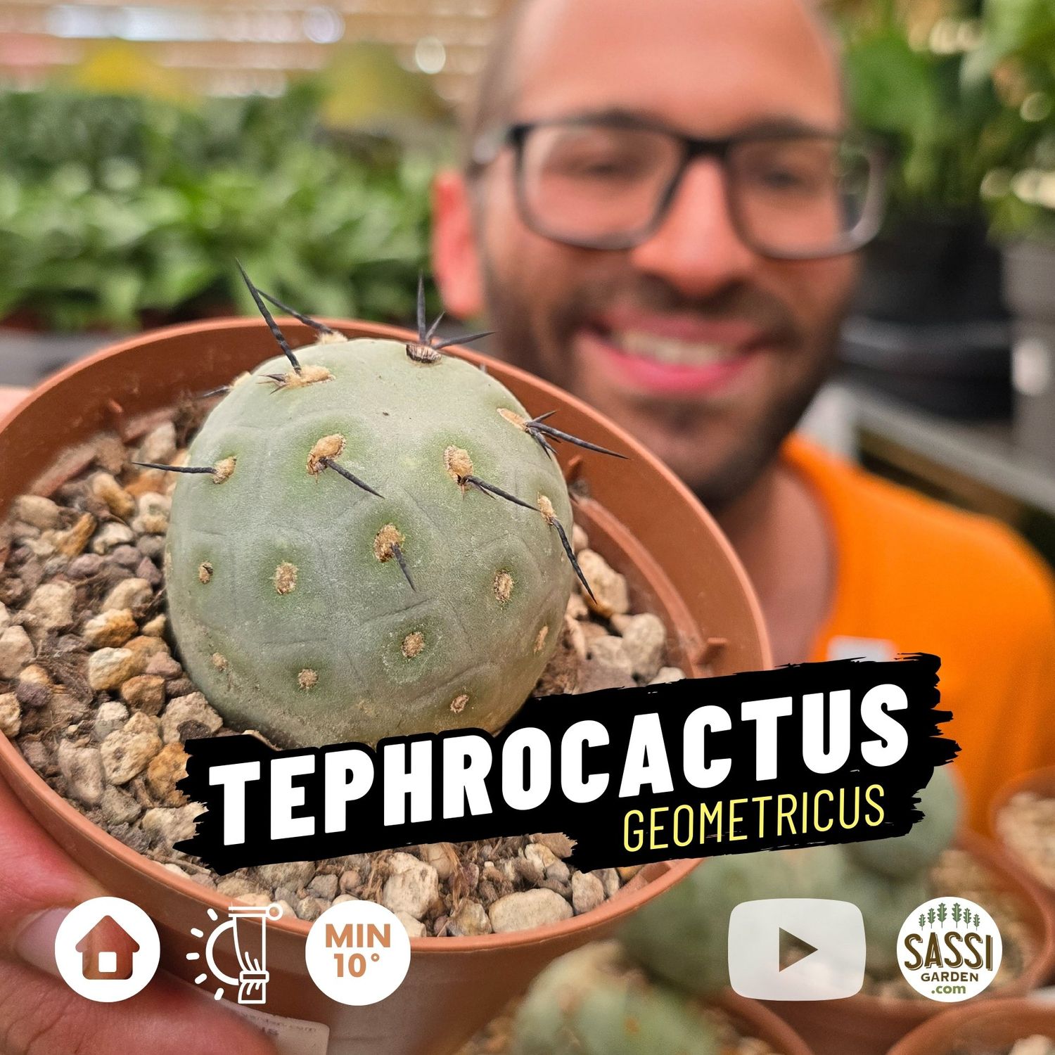 Tephrocactus Geometricus, 1 sfera - vaso Ø10.5 cm