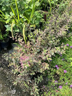 Iperico, Hypericum × hidcoteense Tricolor - vaso Ø24 cm ( montec)